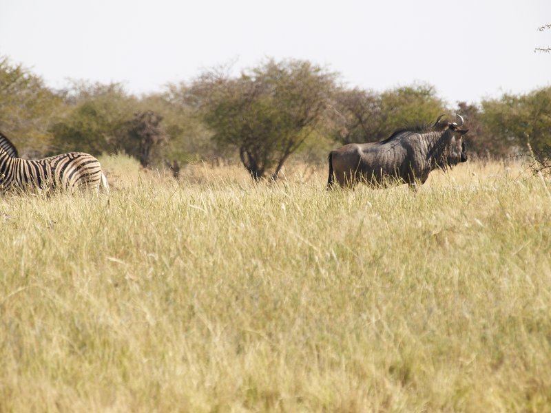 Etosha National Park, Gnu, Aroe
        Waterhole